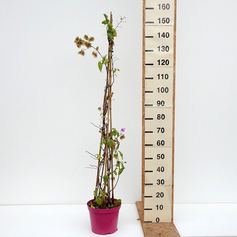 Esimerkki syksyllä toimitetusta Bougainvillier Violet de Mèze Pot de 7,5L/10L-taimesta