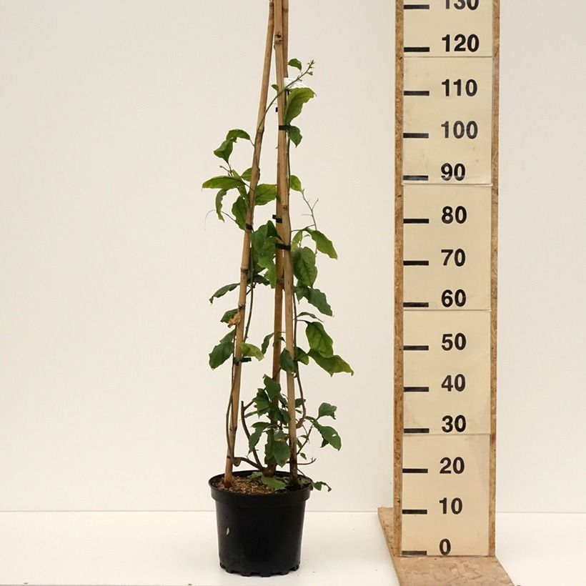 Esimerkki keväällä toimitetusta Ihmeköynnös Violet de mèze Ruukku 7,5L / 10L-taimesta
