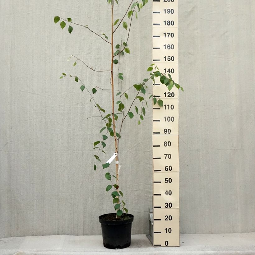 Esimerkki kesällä toimitetusta Himalajankoivu var. jacquemontii Pot de 4L/5L-taimesta