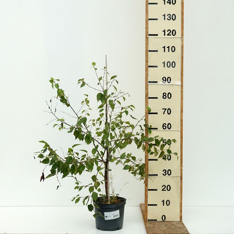 Esimerkki kesällä toimitetusta Himalajankoivu - Betula utilis var. prattii 4 litran/5 litran ruukku-taimesta