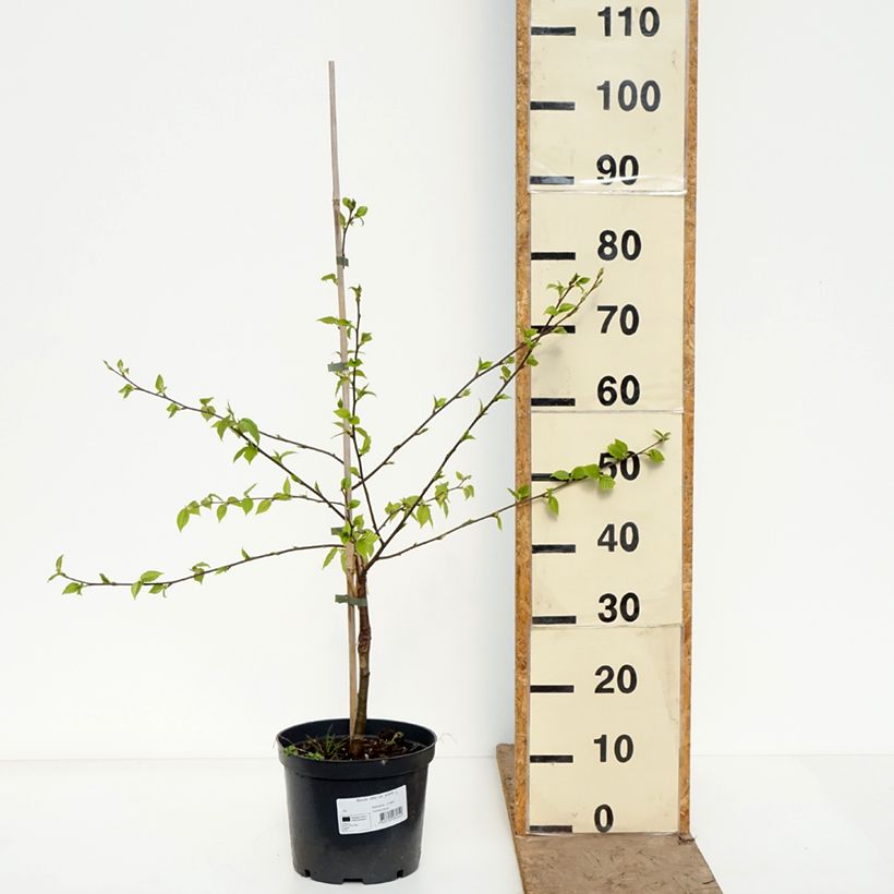 Esimerkki keväällä toimitetusta Himalajankoivu - Betula utilis var. prattii 4 litran/5 litran ruukku-taimesta