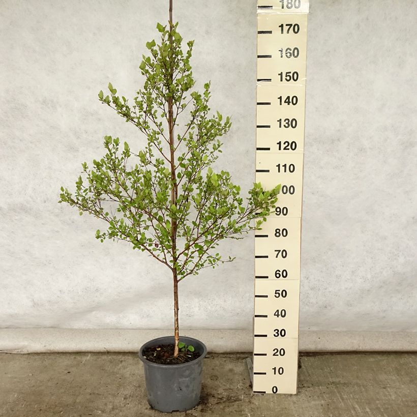 Esimerkki kesällä toimitetusta Mustakoivu - Betula nigra Pot de 12L/15L-taimesta