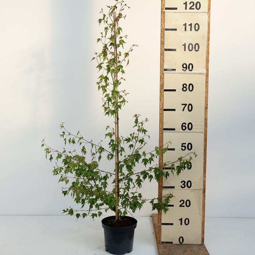 Esimerkki keväällä toimitetusta Rauduskoivu Crispa Pot de 2L/3L-taimesta