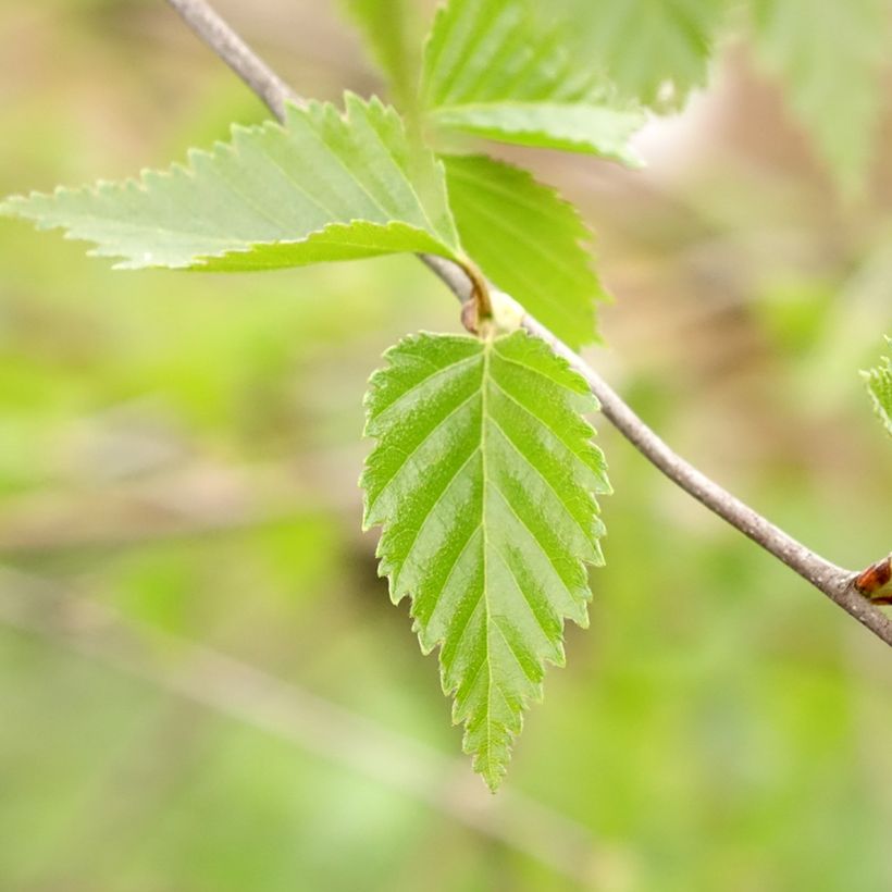 Rauduskoivu Long Trunk (Lehvistö)