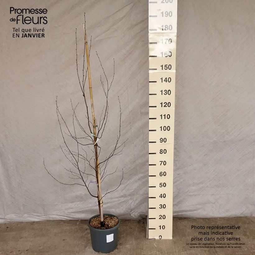 Esimerkki talvella toimitetusta Rauduskoivu Royal Frost ou Crimson Frost Pot de 7,5L/10L-taimesta