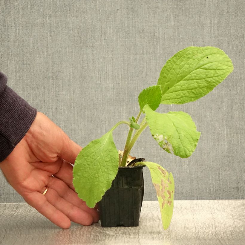 Esimerkki kesällä toimitetusta Purasruoho luomu - Borago officinalis 7/8 cm taimiruukku-taimesta
