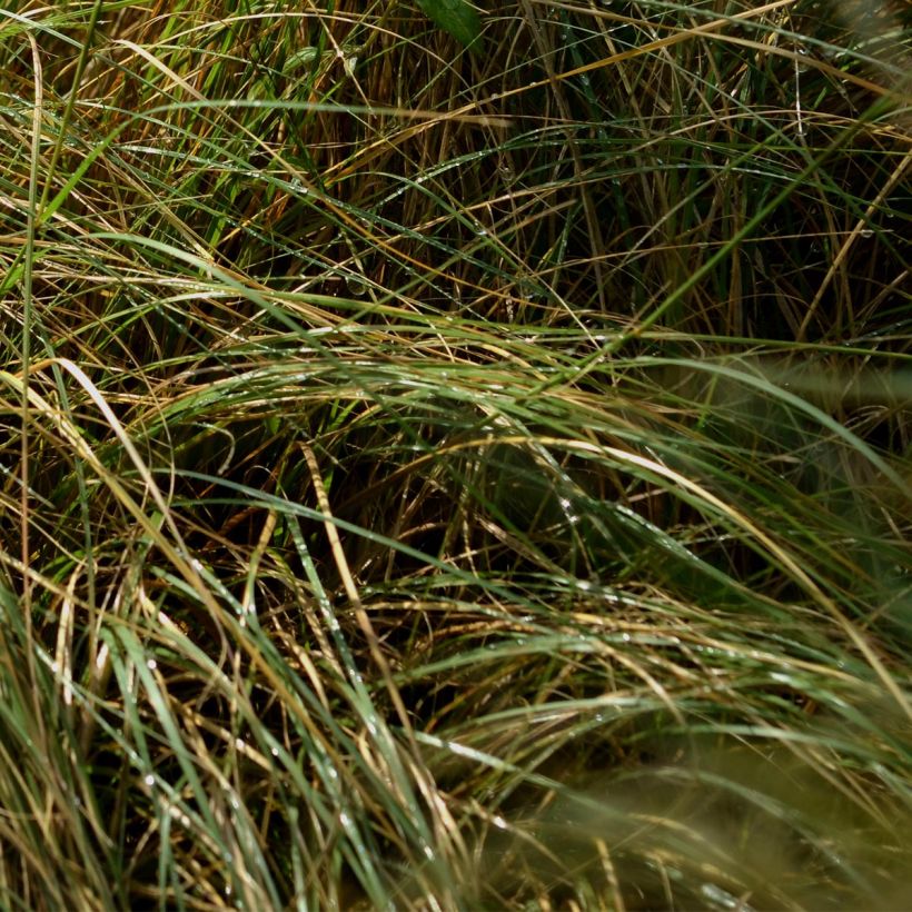 Mesquiteheinä - Bouteloua gracilis (Lehvistö)