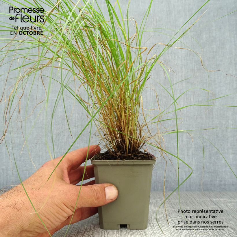 Esimerkki syksyllä toimitetusta Mesquiteheinä - Bouteloua gracilis 8/9 cm taimiruukku-taimesta