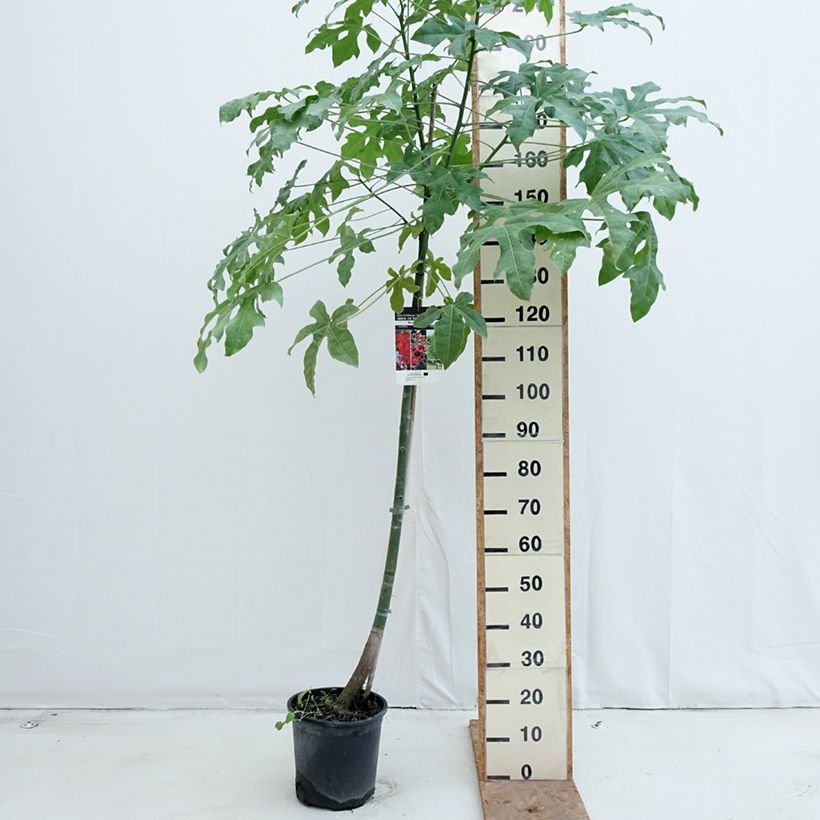 Esimerkki syksyllä toimitetusta Tulipullopuu - Brachychiton acerifolius 7,5 litran / 10 litran ruukku-taimesta