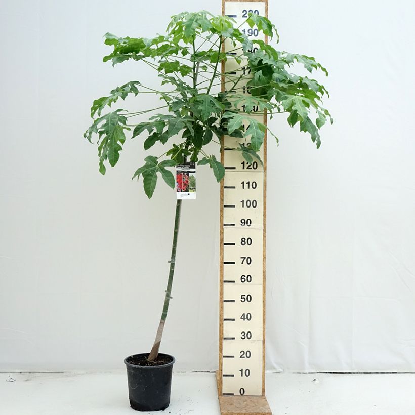 Esimerkki kesällä toimitetusta Tulipullopuu - Brachychiton acerifolius 7,5 litran / 10 litran ruukku-taimesta