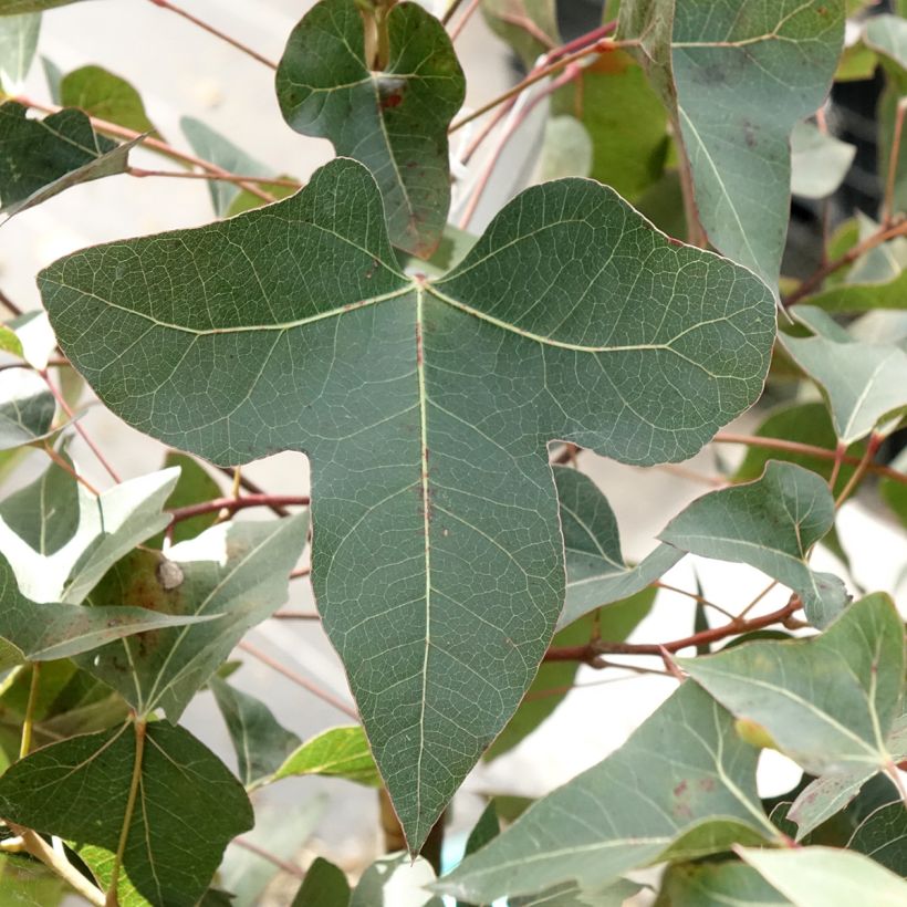 Poppelipullopuu - Brachychiton populneus (Lehvistö)
