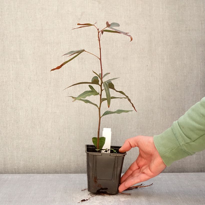 Esimerkki talvella toimitetusta Kalliopullopuu - Brachychiton rupestris 1 litran / 1,5 litran ruukku-taimesta