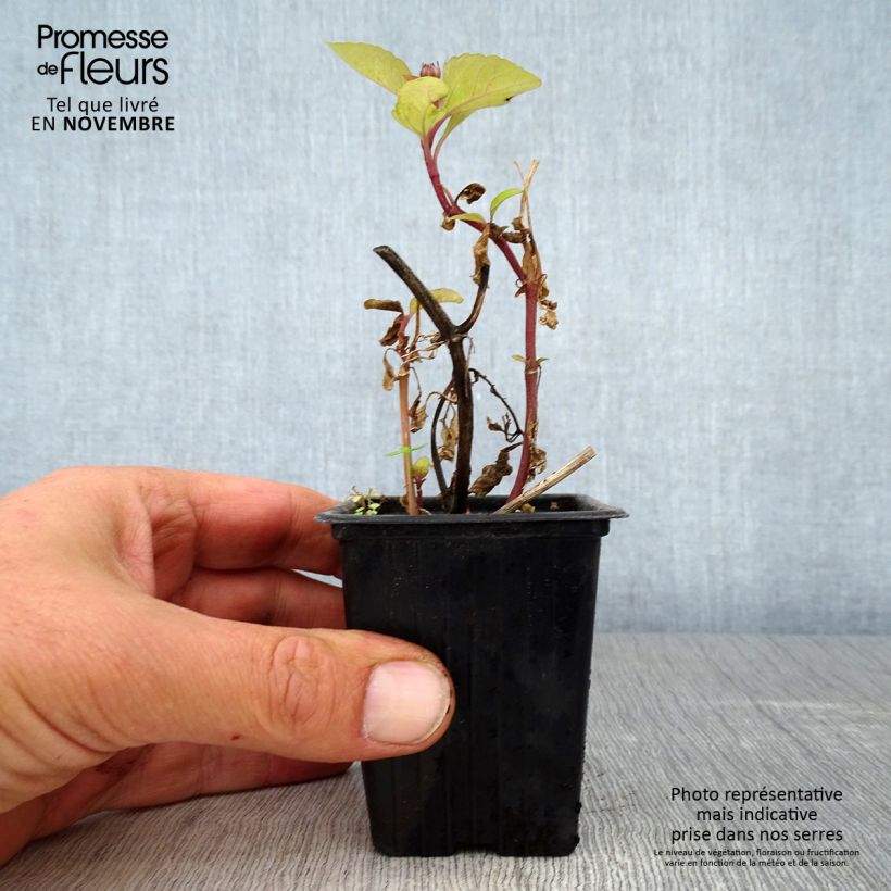 Esimerkki syksyllä toimitetusta Tarhaparakrassi - Acmella oleracea 7/8 cm taimiruukku-taimesta