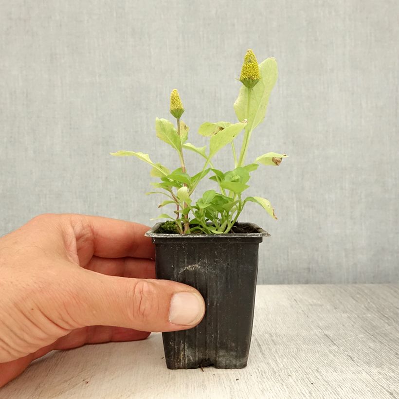 Esimerkki kesällä toimitetusta Brède Mafane - Cresson du Pará Godet de 7/8 cm-taimesta