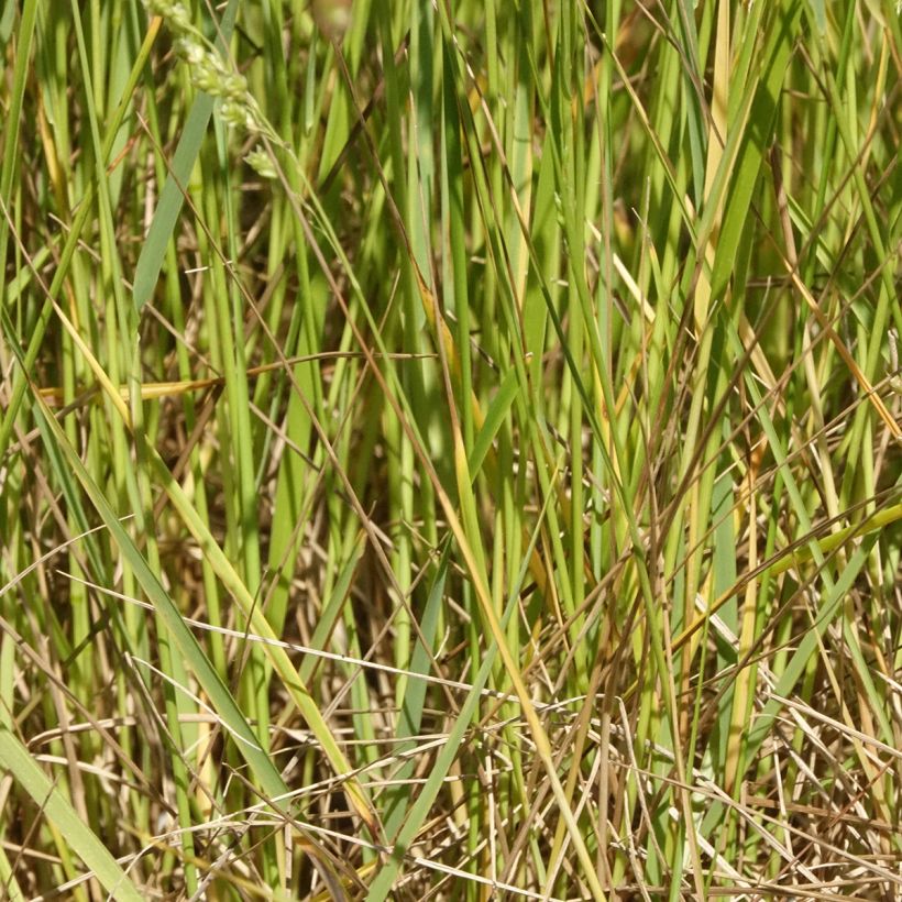 Räpelö - Briza triloba (Lehvistö)