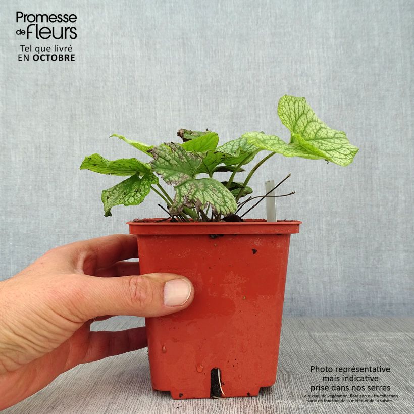 Esimerkki syksyllä toimitetusta Brunnera macrophylla Alexander's Great - Myosotis du Caucase Pot de 1L/1,5L-taimesta