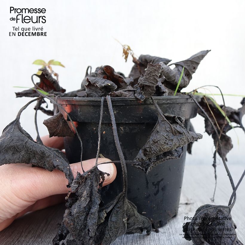 Esimerkki syksyllä toimitetusta Brunnera macrophylla Betty Bowring - Myosotis du Caucase Pot de 2L/3L-taimesta