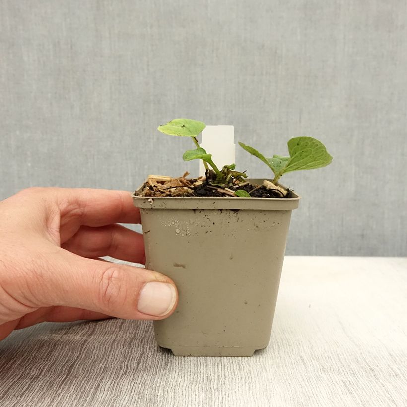 Esimerkki syksyllä toimitetusta Kaukasianrotkolemmikki Betty Bowring 8/9 cm taimiruukku-taimesta