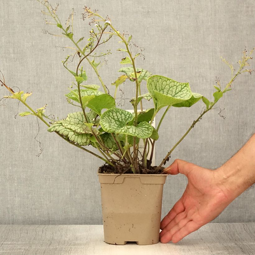 Esimerkki kesällä toimitetusta Kaukasianrotkolemmikki Jack Frost Pot de 2L/3L-taimesta
