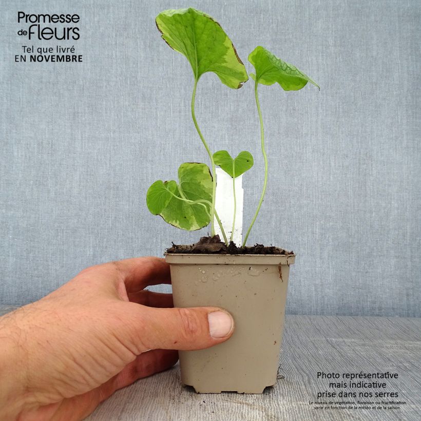 Esimerkki syksyllä toimitetusta Kaukasianrotkolemmikki King's Ramson 8/9 cm taimiruukku-taimesta