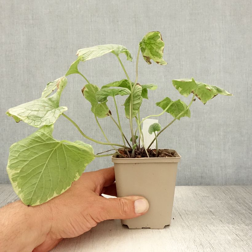 Esimerkki kesällä toimitetusta Kaukasianrotkolemmikki King's Ramson Godet de 8/9 cm-taimesta
