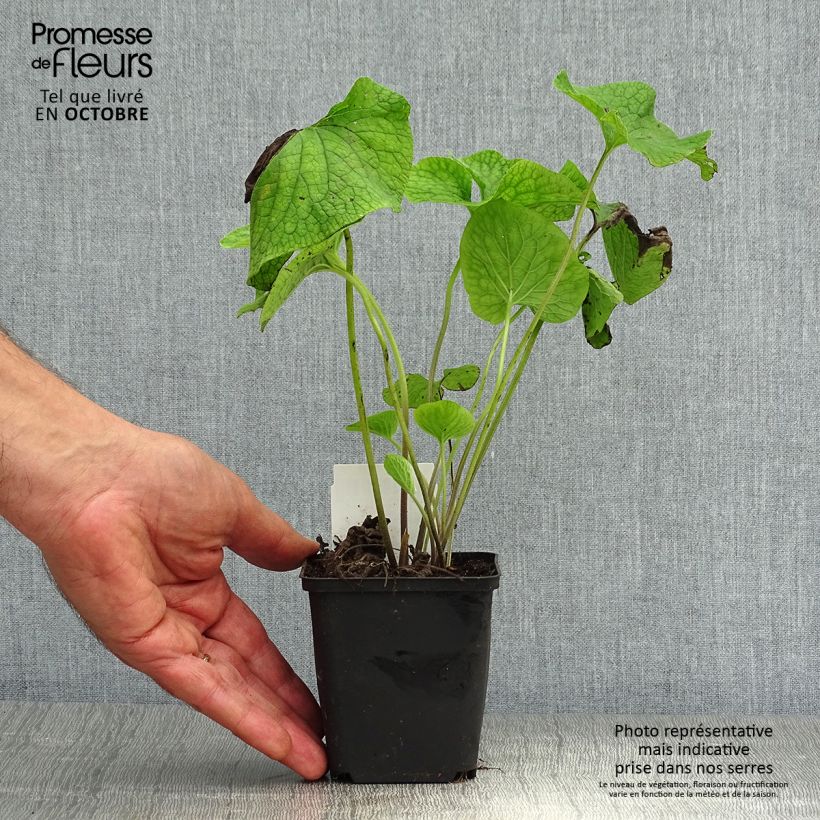 Esimerkki syksyllä toimitetusta Kaukasianrotkolemmikki - Brunnera macrophylla 8/9 cm taimiruukku-taimesta