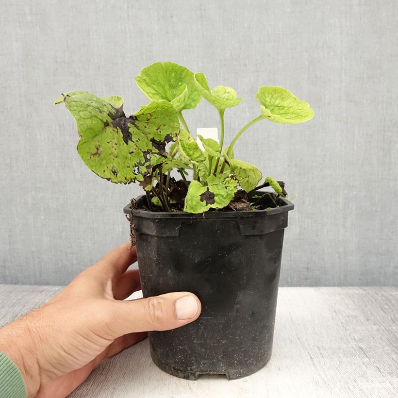 Esimerkki kesällä toimitetusta Kaukasianrotkolemmikki - Brunnera macrophylla Ruukku 2L / 3L-taimesta