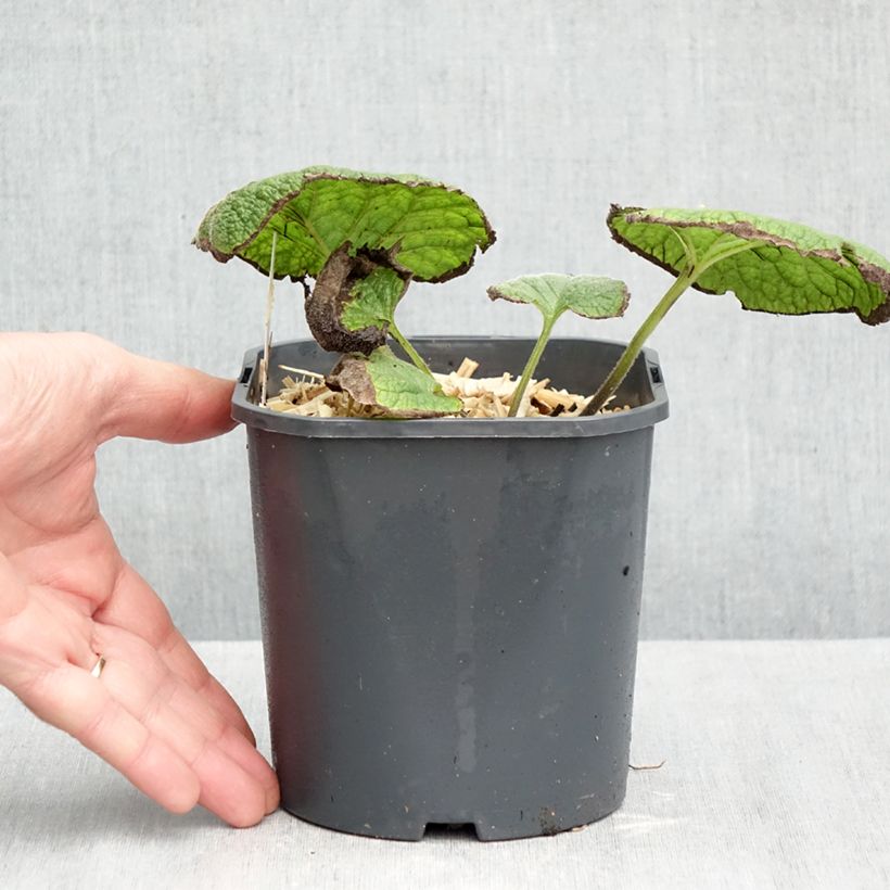 Esimerkki syksyllä toimitetusta Kaukasianrotkolemmikki - Brunnera macrophylla 2 litran/3 litran ruukku-taimesta