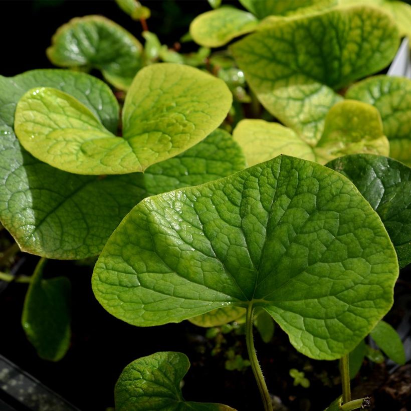 Siperianrotkolemmikki - Brunnera sibirica (Lehvistö)