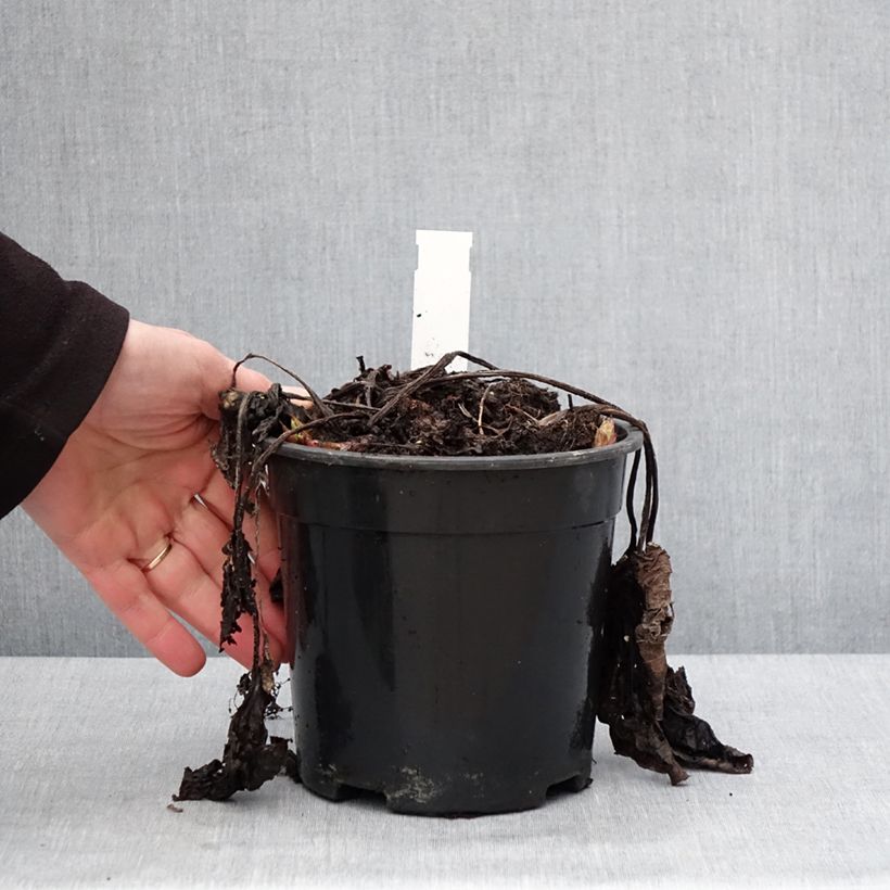Esimerkki talvella toimitetusta Brunnera sibirica - Myosotis du Caucase Pot de 2L/3L-taimesta
