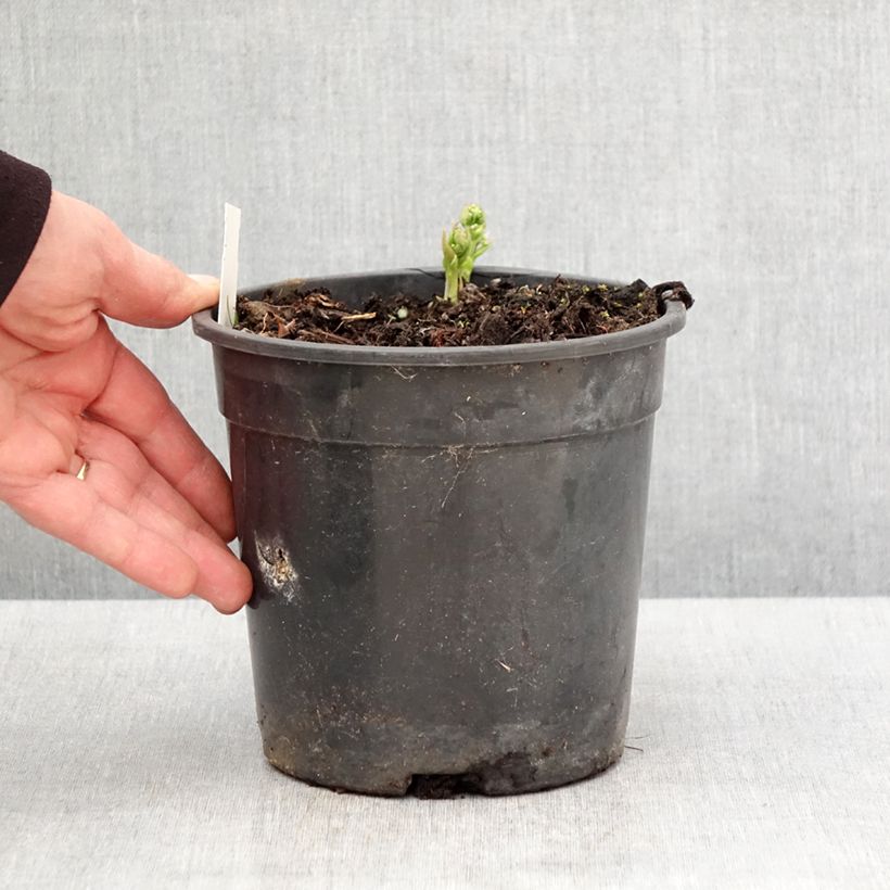 Esimerkki keväällä toimitetusta Siperianrotkolemmikki - Brunnera sibirica Ruukku 2L / 3L-taimesta
