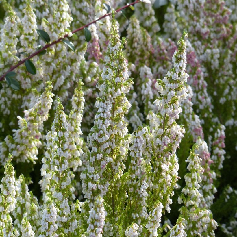 Puukellokanerva Great Star 'Le Vasterival (Kukinta)