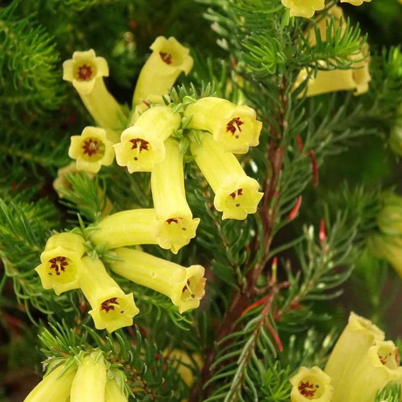 Kellokanerva Limoncello (Kukinta)