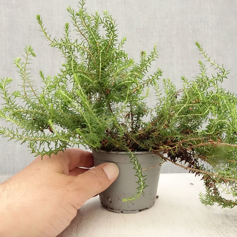 Esimerkki kesällä toimitetusta Lumikellokanerva December Red Taimiruukku 8/9 cm-taimesta