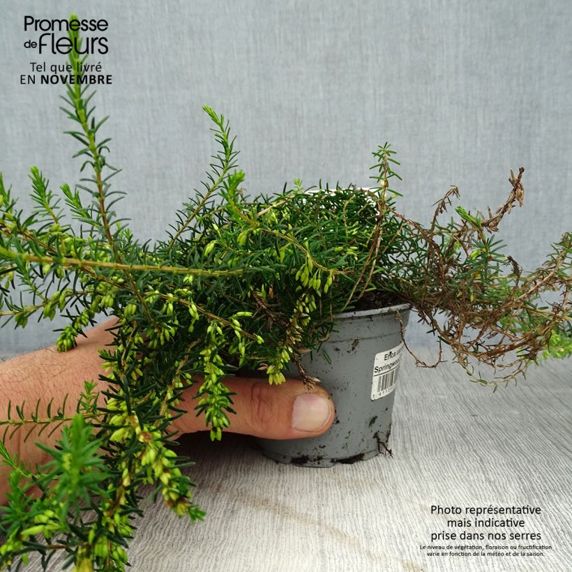 Esimerkki syksyllä toimitetusta Lumikellokanerva Springwood White 8/9 cm taimiruukku-taimesta