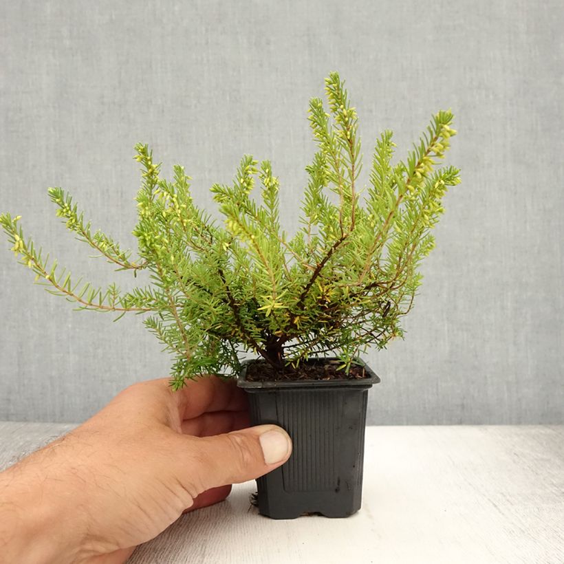 Esimerkki kesällä toimitetusta Lumikellokanerva Springwood White Taimiruukku 8/9 cm-taimesta