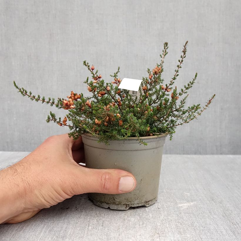 Esimerkki syksyllä toimitetusta Harmaakellokanerva C.D. Eason 12 cm / 13 cm ruukku-taimesta