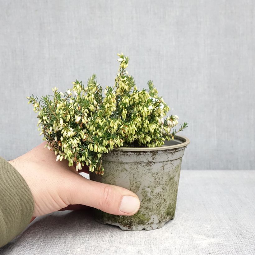 Esimerkki talvella toimitetusta Harmaakellokanerva Alba 12 cm / 13 cm ruukku-taimesta