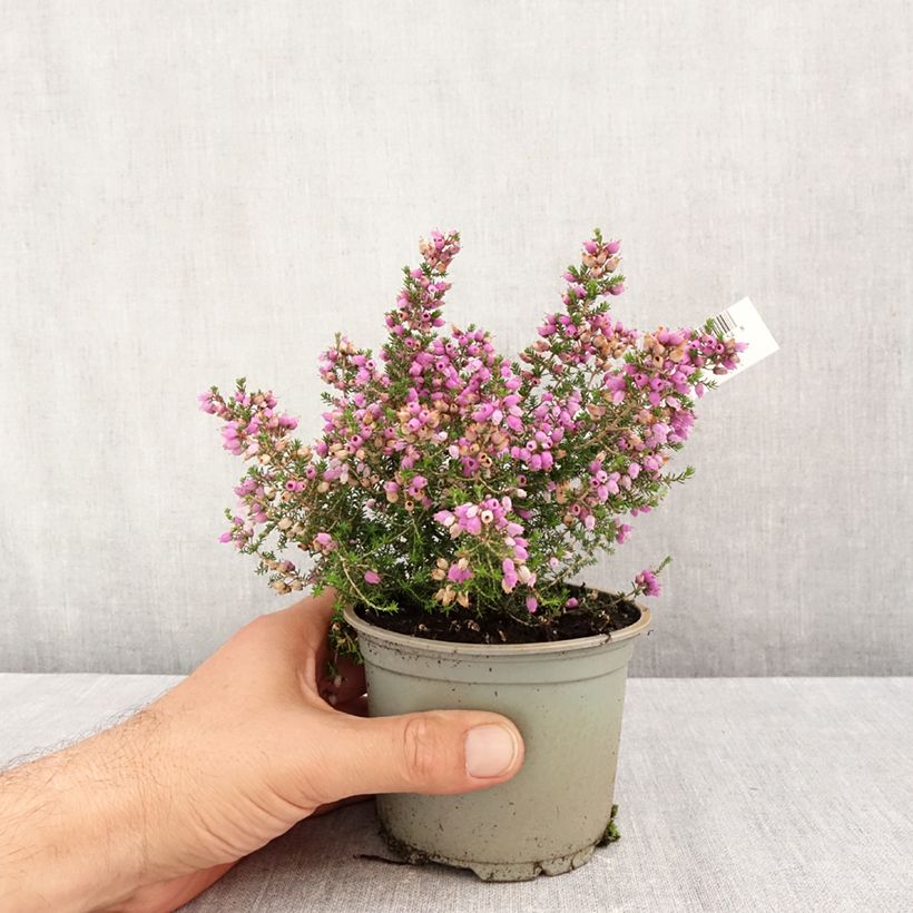 Esimerkki syksyllä toimitetusta Harmaakellokanerva Pallas 12 cm / 13 cm ruukku-taimesta