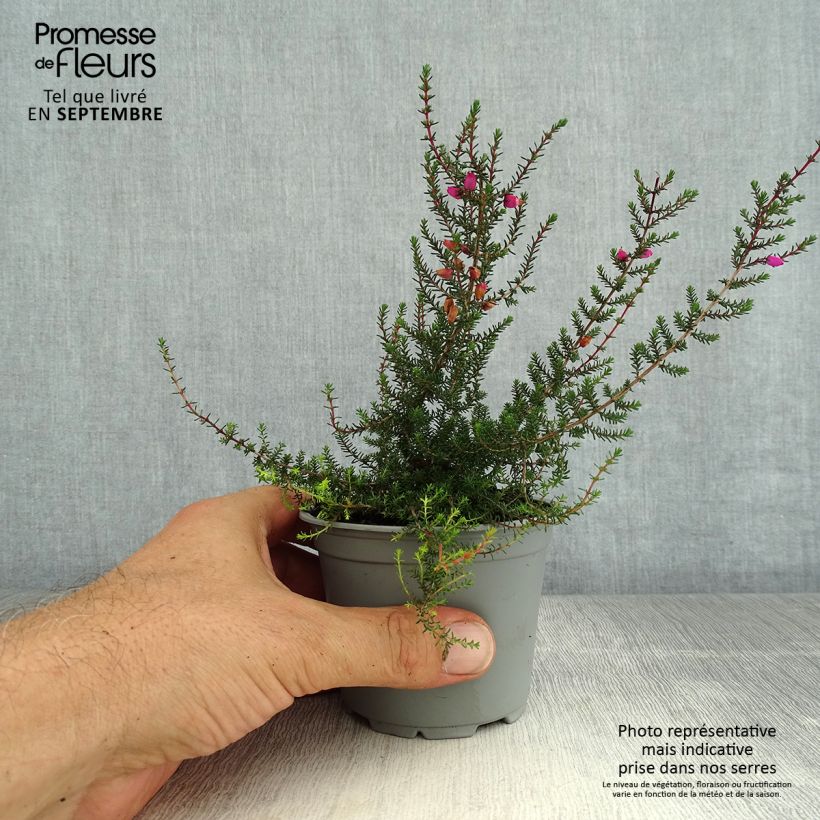 Esimerkki kesällä toimitetusta Harmaakellokanerva - Erica cinerea Pot de 10 cm/11cm-taimesta