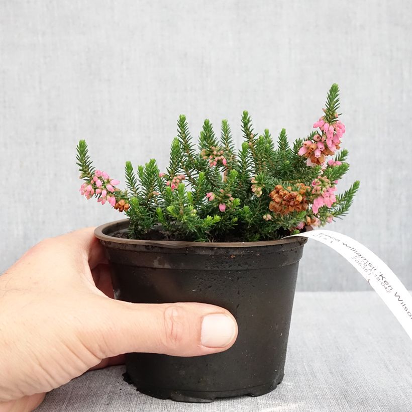 Esimerkki syksyllä toimitetusta Kellokanerva Ken Wilson 10 cm/11 cm ruukku-taimesta