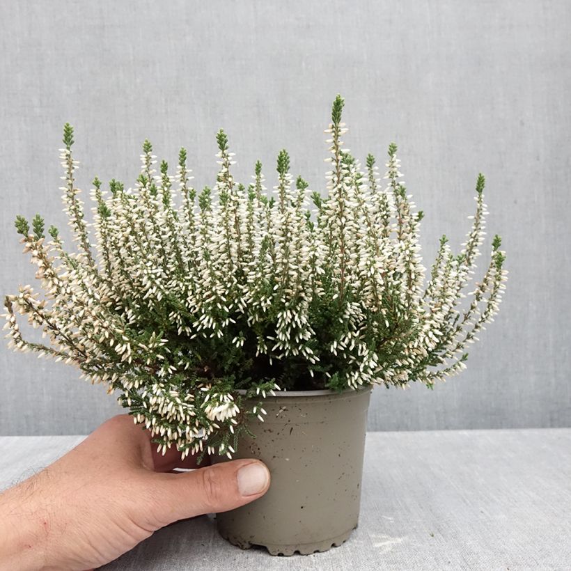 Esimerkki syksyllä toimitetusta Kanerva Garden Girls Alicia 1 litran / 1,5 litran ruukku-taimesta