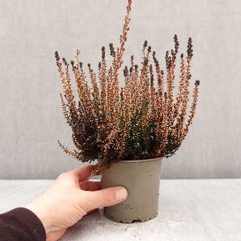Esimerkki talvella toimitetusta Kanerva Garden Girls Amethyst 1 litran / 1,5 litran ruukku-taimesta