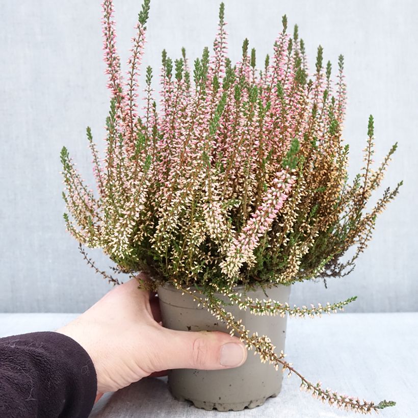 Esimerkki talvella toimitetusta Kanerva Garden Girls Angie 1 litran / 1,5 litran ruukku-taimesta