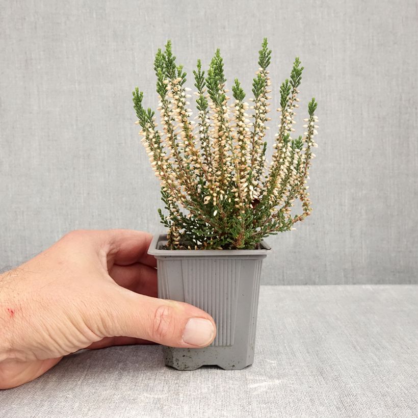 Esimerkki syksyllä toimitetusta Kanerva Bettina 8/9 cm taimiruukku-taimesta