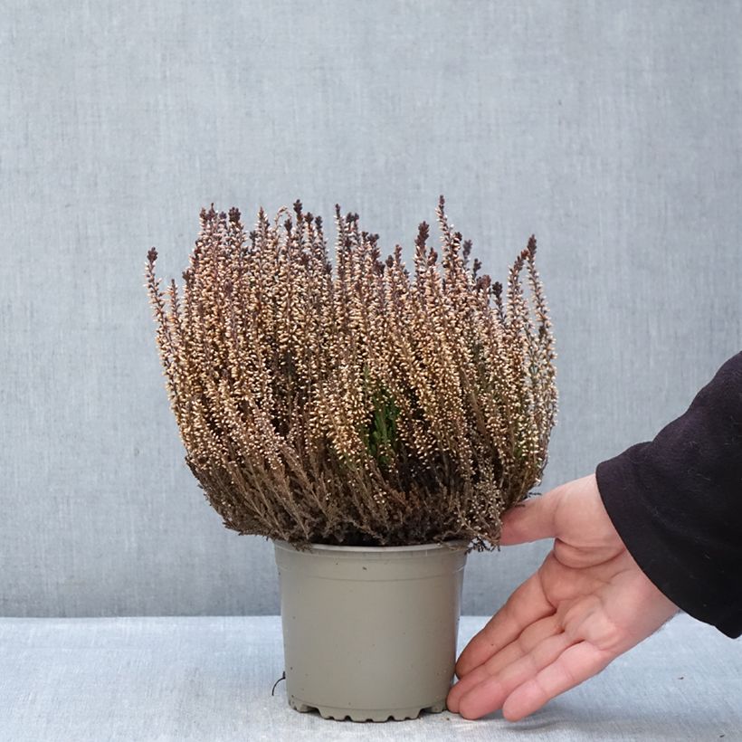 Esimerkki talvella toimitetusta Kanerva Garden Girls Franca 1 litran / 1,5 litran ruukku-taimesta
