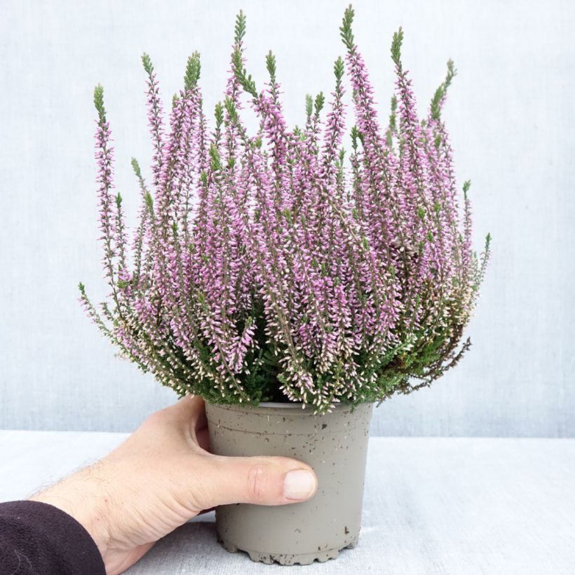 Esimerkki syksyllä toimitetusta Kanerva Garden Girls Lilli 1 litran / 1,5 litran ruukku-taimesta