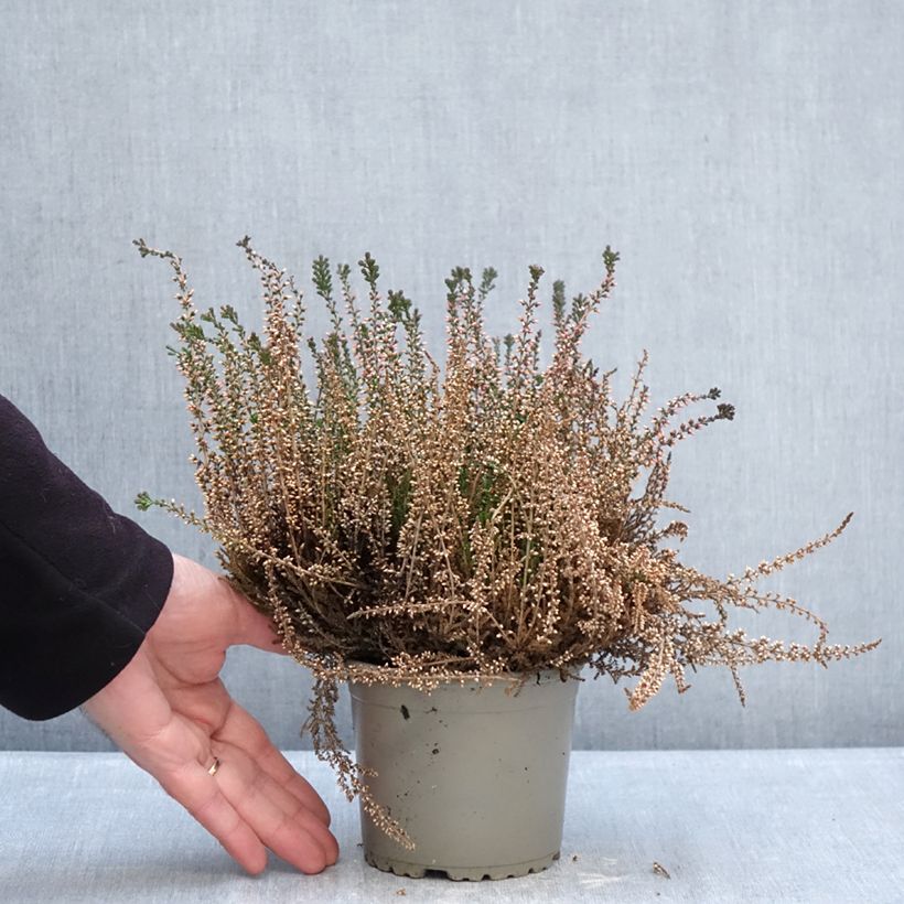 Esimerkki talvella toimitetusta Kanerva Garden Girls Lioba 1 litran / 1,5 litran ruukku-taimesta