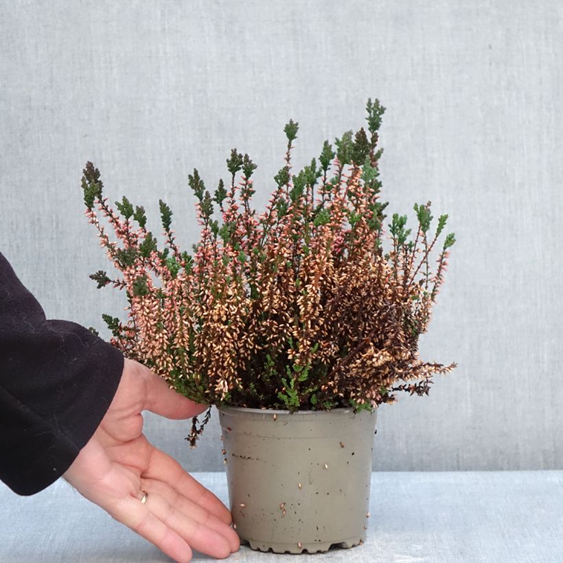 Esimerkki talvella toimitetusta Kanerva Garden Girls Martina 1 litran / 1,5 litran ruukku-taimesta