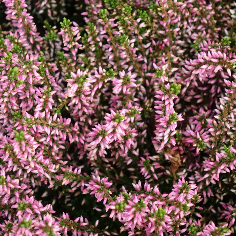Kanerva Garden Girls Pink Angie (Kukinta)